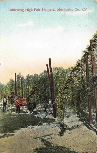 AK / Ansichtskarte Mendocino California USA Cultivating High Pole Hopyard