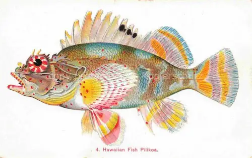 AK / Ansichtskarte Hawaii Island Hawaii USA Hawaiian Fish Pilikoa Kuenstlerkarte