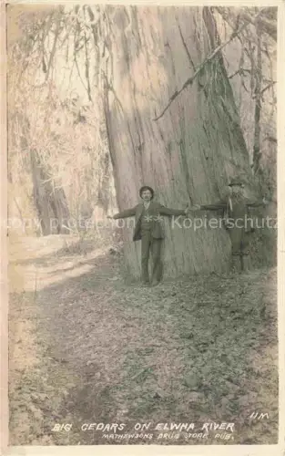 AK / Ansichtskarte Olympic National Park Port Angeles Washington USA Cedars on Elwha River