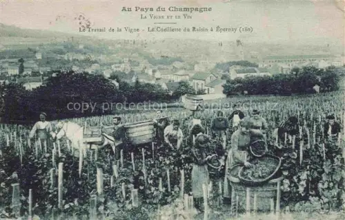 AK / Ansichtskarte EPERNAY 51 Marne Le travail de la vigne la cueillette du raisin