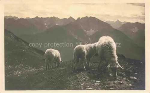 AK / Ansichtskarte Schafe Sheep Moutons Pecore Ovejas-- Schafstudio Hermann von Barthhuette