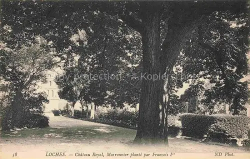 AK / Ansichtskarte LOCHES 37 Indre-et-Loire Château Royal Marronnier planté par Francois Ier