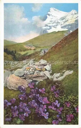 AK / Ansichtskarte Foto Photochemie Nr. 578Nr. 1477 Viola calcarata Kl. Scheidegg Berner Oberland 