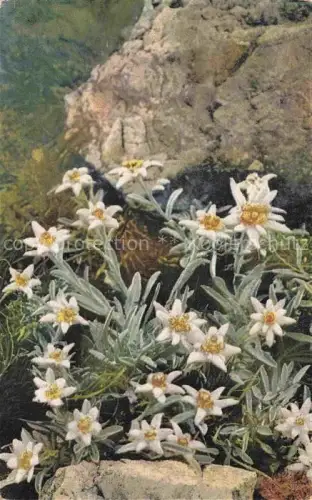 AK / Ansichtskarte Foto Photochemie Nr. 1209 Serie 547 Leontopodium alpinum Alpen Edelweiss 