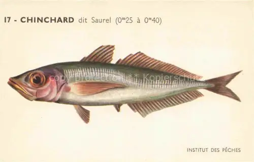 AK / Ansichtskarte Fische Fish Poissons Peces Pesci-- Chinchard dit Saurel Paris