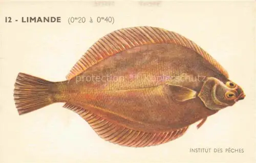 AK / Ansichtskarte Fische Fish Poissons Peces Pesci-- Limande Institut des Peches Paris 