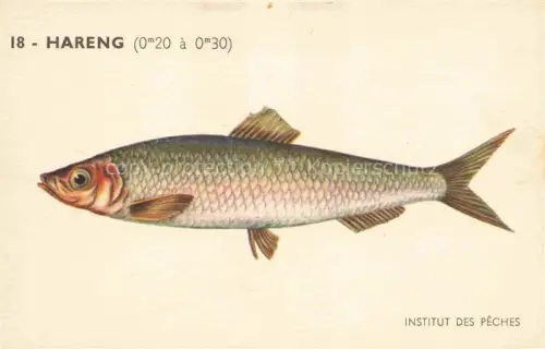 AK / Ansichtskarte Fische Fish Poissons Peces Pesci-- Hareng Institut des Peches Paris 