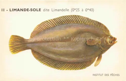 AK / Ansichtskarte Fische Fish Poissons Peces Pesci-- Limande Sole Institut des Peches Paris 