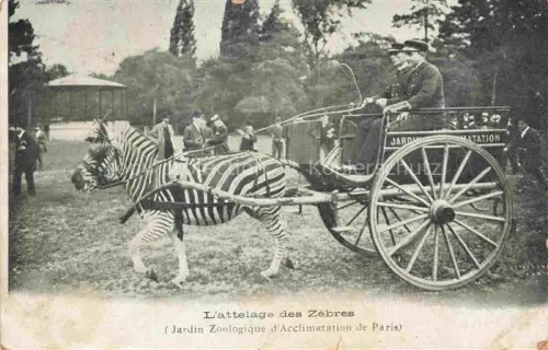 AK / Ansichtskarte Zoo Gardin Zoologique-- Paris L'attelage des Zebras 