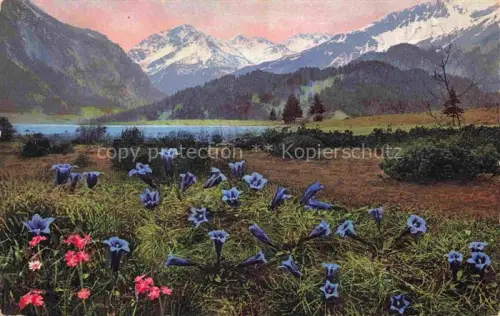 AK / Ansichtskarte Foto Photochemie Nr. 933 Pinus pumilio Gentiana acaulis Primula farinosa