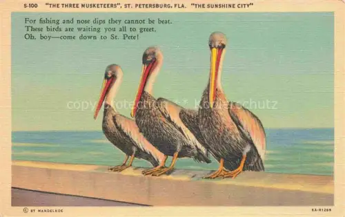 AK / Ansichtskarte Pelikane Pelicans Pellicani Pelicanos Voegel Birds-- St Petersburg The Sunshine City 