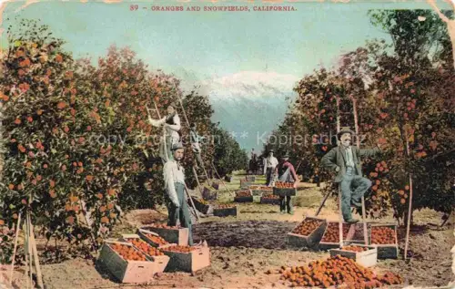AK / Ansichtskarte Landwirtschaft Agriculturo Agriculture-- Oranges Snowfields California Ernte 