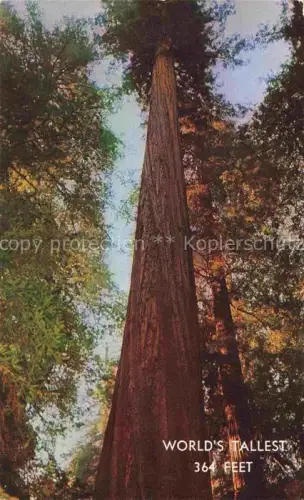 AK / Ansichtskarte Trees Baeume Arbres Arboles Founders Tree