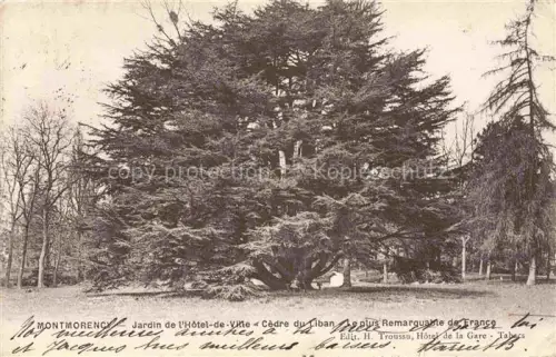 AK / Ansichtskarte Montmorency Sarcelles 95 Val-d Oise Jardin de l'Hotel de Ville Cedre du Liban