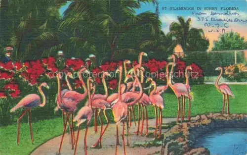 AK / Ansichtskarte Flamingos Flamants Roses Flamencos Fenicotteri-- Sunny Florida 