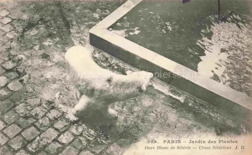 AK / Ansichtskarte Eisbaer Icebear Ours Polaire Bear Orso-- Paris Jardin des Plantes