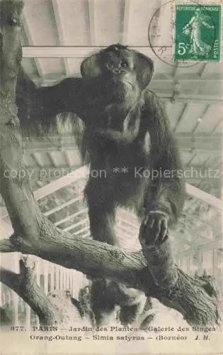 AK / Ansichtskarte Affen Paris Jardin des Plantes Orang Outang