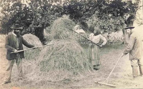 AK / Ansichtskarte Landwirtschaft Agriculturo Agriculture-- Heu 