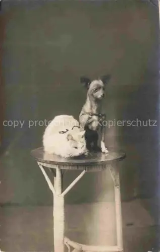 AK / Ansichtskarte HUNDE dogs chiens-- Katze 