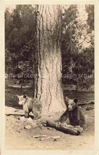 AK / Ansichtskarte Yosemite Valley Yosemite-National Park California USA Braun Baer 