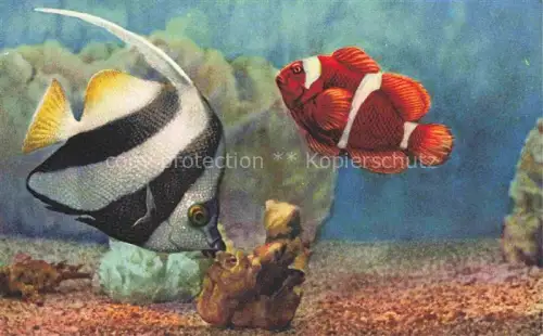 AK / Ansichtskarte Fische Fish Poissons Peces Pesci--  Aquarium Monaco Heniochus Macrolepidotus