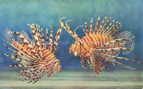 AK / Ansichtskarte Fische Fish Poissons Peces Pesci-- Aquarium Monaco Pterois Valitans Rotfeuerfisch 