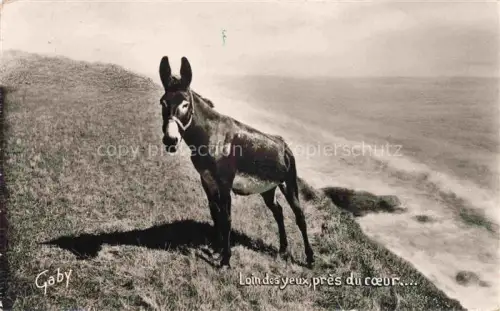 AK / Ansichtskarte Esel Donkey Ane Burro Asno Asino-- Loindesyeux pres du coeur 