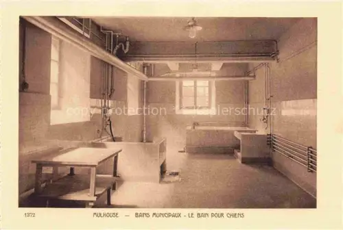 AK / Ansichtskarte MULHOUSE Muehlhausen 68 Haut-Rhin Bains Municipaux le bain pour chiens