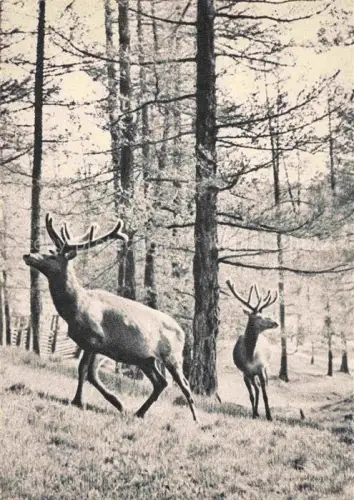 AK / Ansichtskarte Hirsch Stag Deer Cerf Ciervo-- Altai Maral 