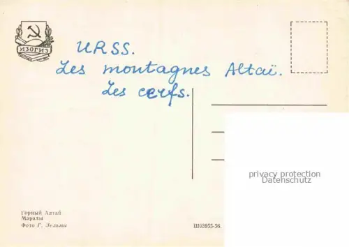 AK / Ansichtskarte Hirsch Stag Deer Cerf Ciervo-- Altai Maral 