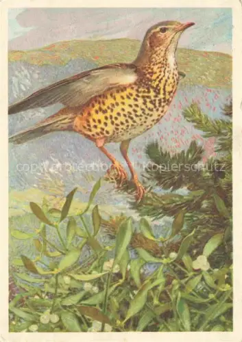AK / Ansichtskarte ROBERT Leo-Paul (1851-1925) Kuenstlerkarte Vogel Aquarelle la Grive Draine Neuchâtel 