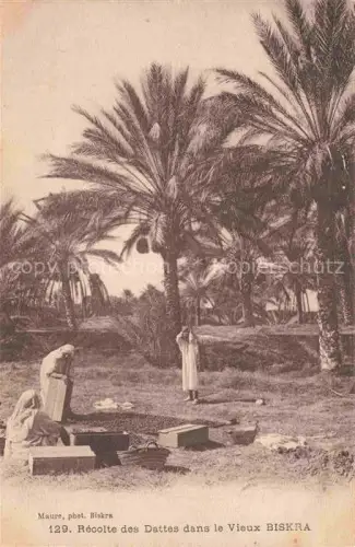 AK / Ansichtskarte Biskra Algerie Recolte des Dattes dans le Vieux Biskra