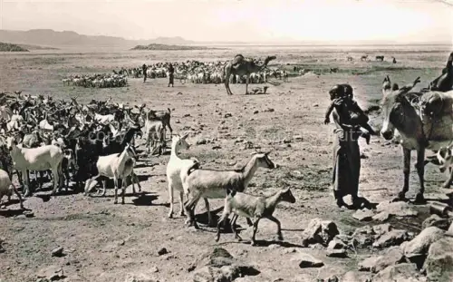 AK / Ansichtskarte Djibouti Dschibuti Troupeaux au point d'eau