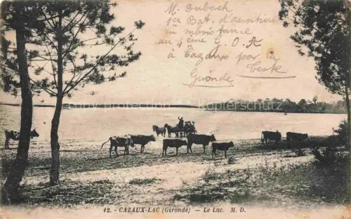 AK / Ansichtskarte Cazaux-Lac Arcachon 33 Gironde Le Lac Kuehe 