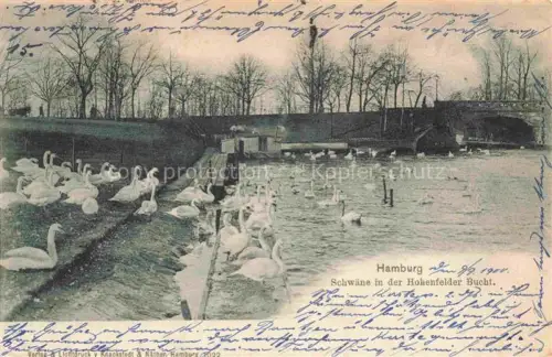 AK / Ansichtskarte HAMBURG  CITY Schwaene in der Hohenfelder Bucht