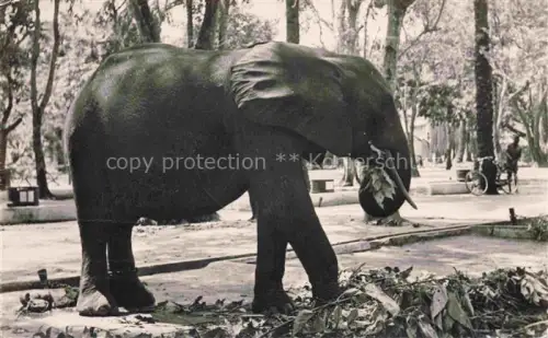 AK / Ansichtskarte Brazzaville Kongo Elefant 