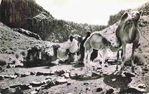 AK / Ansichtskarte Tamanrasset Algerie Kamel Ouasis 