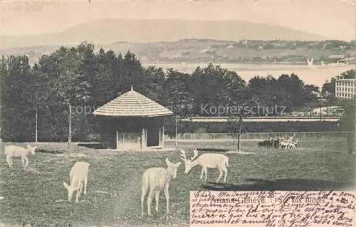 AK / Ansichtskarte GENEVE Genf GE Pate aux Biches