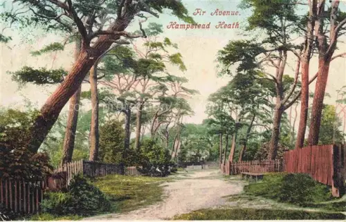 AK / Ansichtskarte Hampstead  London UK Fir Avenue Hampstead Heath