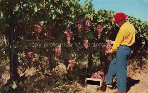 AK / Ansichtskarte Wein Wine Vin Vino-- Vineyards California 