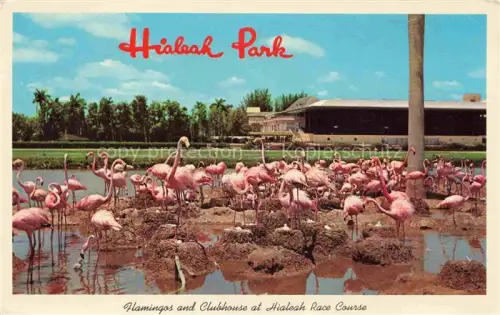 AK / Ansichtskarte Flamingos Flamants Roses Flamencos Fenicotteri-- Hialeah Park Miami Florida