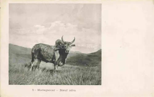 AK / Ansichtskarte Kuehe Madagascar Boeuf zebu 