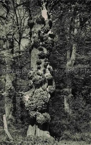 AK / Ansichtskarte Baeume Trees Arbres Arboles Neuenburger Urwald Bundeskegelbahn Tierpark