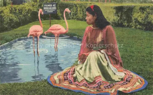 AK / Ansichtskarte Flamingos Flamants Roses Flamencos Fenicotteri-- Silver Springs Florida USA