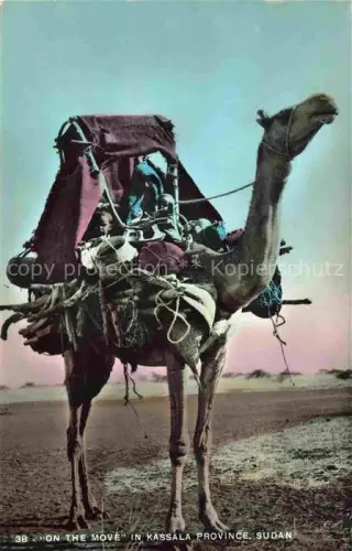 AK / Ansichtskarte Kamele  Camel Chameau-- Kassala Province Sudan 