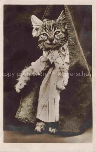 AK / Ansichtskarte KATZEN Cats Chats Gatos Gatti-- 