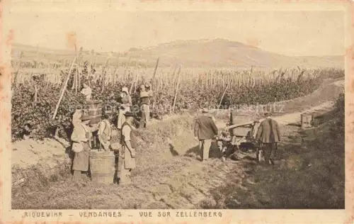 AK / Ansichtskarte Riquewihr Ribeauville 68 Haut Rhin Vendanges vue sur Zellenberg