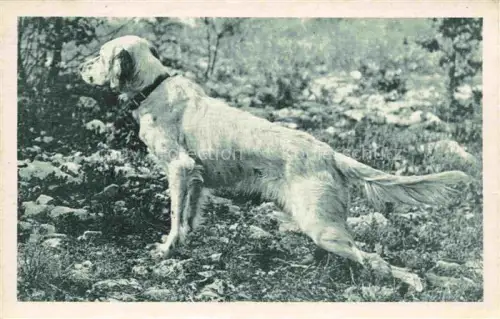 AK / Ansichtskarte HUNDE dogs chiens-- Manufacture Generale de Munitions 