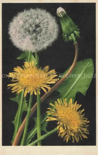 AK / Ansichtskarte Blumen Flowers Fleurs Loewenzahn