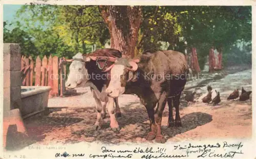 AK / Ansichtskarte Kuehe les Champetre 